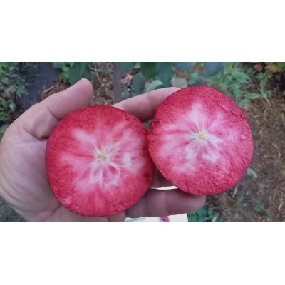 Яблуня Сирена (червоном'яса, супер ранній термін дозрівання) ЗКС фото