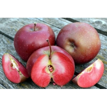 Красномясые яблони