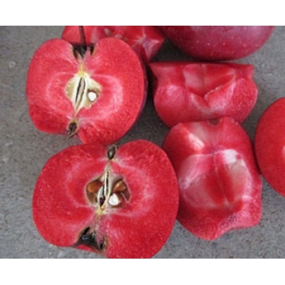 Яблуня Ера (красном'яса, пізній термін дозрівання) ЗКС фото
