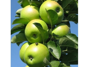 Яблуня Болеро