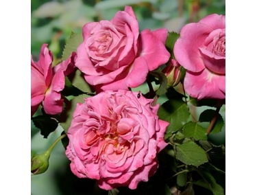 Роза флорибунда ( шраб )Агнес Шиллигер