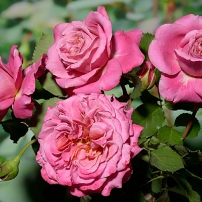 Роза флорибунда ( шраб )Агнес Шиллигер фото