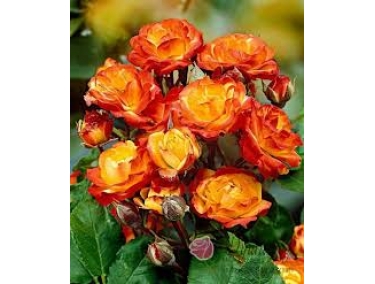  Роза бардюрная ( флорибунда ) Королевский Поцелуй