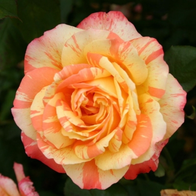 Роза чайно-гибридная Марвел фото