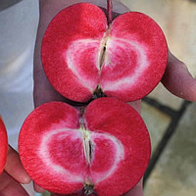 Яблоня Тринити (красномясая) фото
