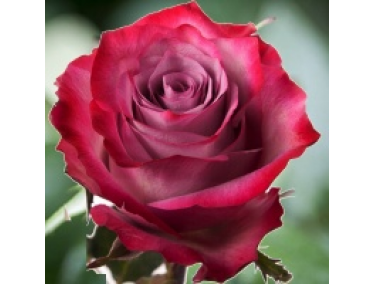 Роза чайно -гібрідная Діп Вотер