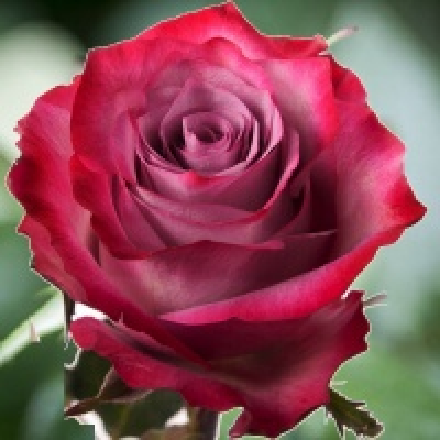 Роза чайно -гибридная Дип Вотер фото