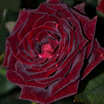 Роза Блек Меджик фото