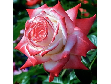 Роза чайно-гибридная Императрица Фарах  
