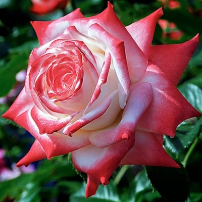 Роза чайно-гибридная Императрица Фарах   фото