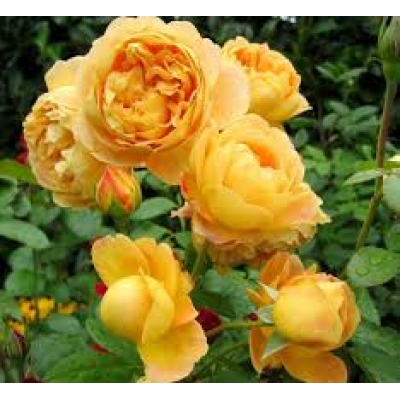  Роза плетистая ( флорибунда ) Чайнатаун фото