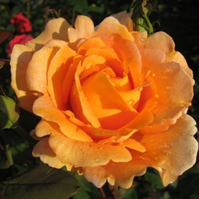 Роза чайно-гибридная Луи Де Фюнес фото