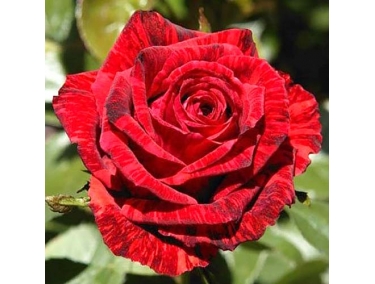  Роза чайно-гибридна Ред Меджик 