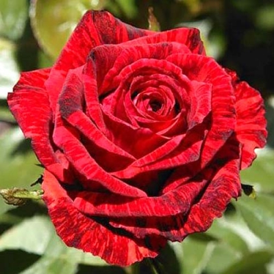  Роза чайно-гибридна Ред Меджик  фото