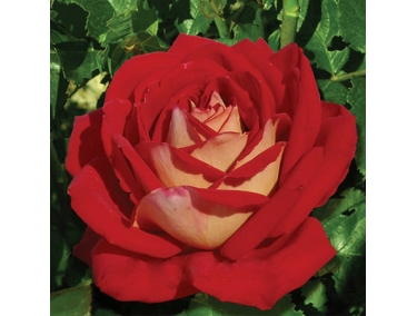  Роза чайно-гибридная Нью Фешн