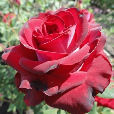  Роза  чайно-гибридная Госпель фото
