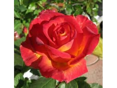 Роза чайно - гібрідная Ліна