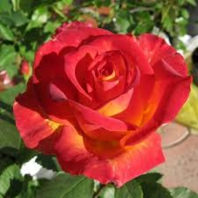  Роза чайно -гибридная Лина фото
