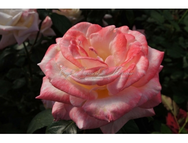 Роза чайно-гибридная Танго