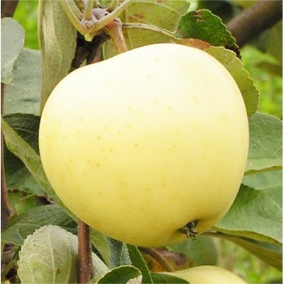 Яблуня Білий Налив фото