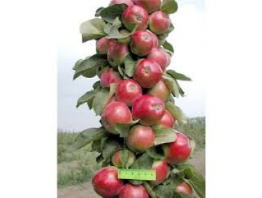 Яблуня Ватажок (колоновидна)