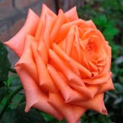 Роза чайно-гибридная Эльдорадо фото