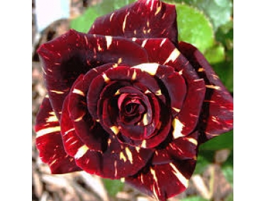 Роза  флорибунда Абракадабра 