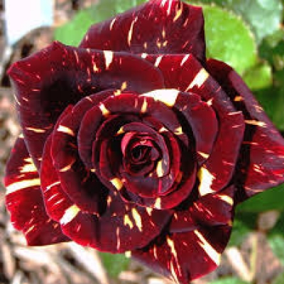 Роза  флорибунда Абракадабра  фото