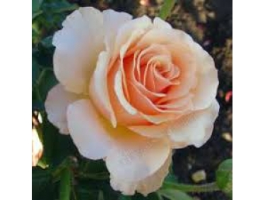  Роза чайно-гибридна Примадонна 
