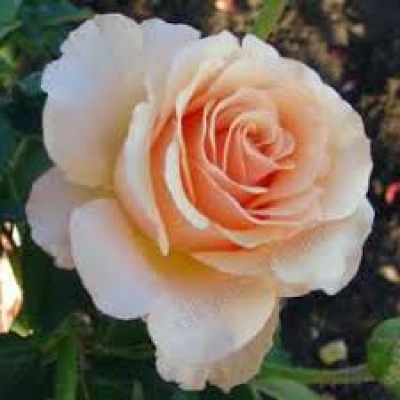  Роза чайно-гибридна Примадонна  фото