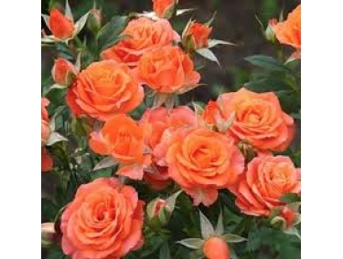 Роза спрей ( бардюрная )Алегрия 