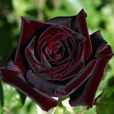Роза чайно- гибридная Блек Бакара фото