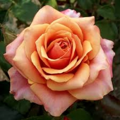 Роза чайно-гибридная Чери Бренди   фото