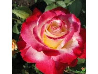 Роза чайно-гибридная Дабел Делайт