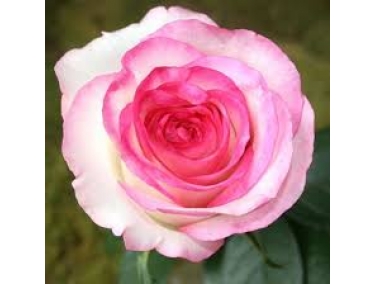 Роза чайно-гибридная Дольче Вита 2000