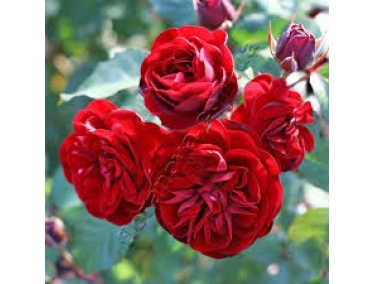 Роза бардюрная Кардула 