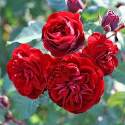 Роза бардюрная Кардула  фото
