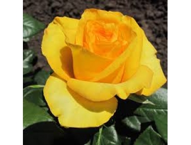  Роза чайно-гибридная Керио