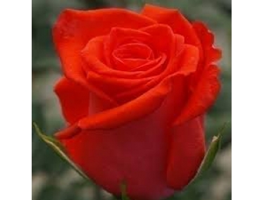 Роза чайно -гибридна Корвет