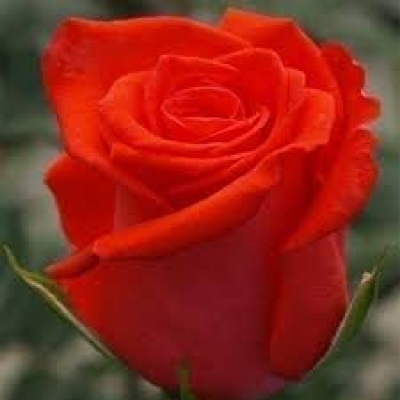 Роза чайно -гибридна Корвет фото