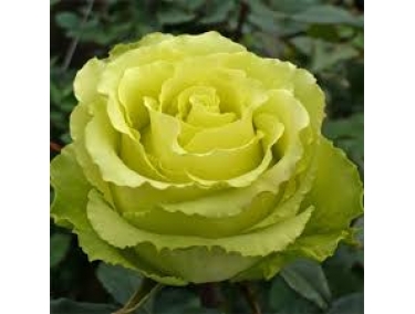  Роза чайно- гибридна Лимбо