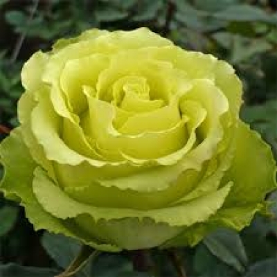  Роза чайно- гибридна Лимбо фото