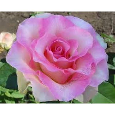  Роза чайно-гибридная Малибу фото