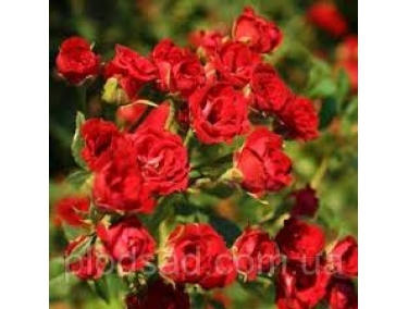  Роза почвопокровная Ред  Каскад 